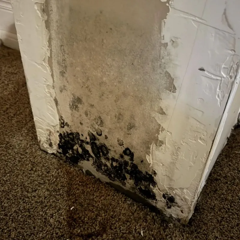 Professional Mold Removal in Calcutta, OH